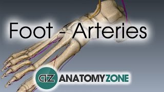 Foot Arteries  3D Anatomy Tutorial [upl. by Siraved]