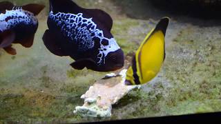 Arabian Butterflyfish Chaetodon melapterus eating Repashy Superfood [upl. by Salisbury829]