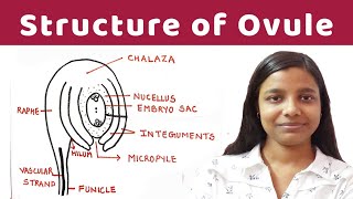 structure of ovule  structure of ovule  detailed notes   By Jyoti Verma [upl. by Kery]