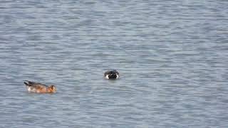 Eurasian Wigeon Fischione Anas penelope [upl. by Roter]