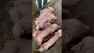 comedyfilms pigging comedymovies pig piglet cute dog funnycomedy pigdog piggy [upl. by Hintze]