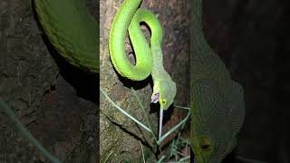 Red tailed pit viper [upl. by Yhprum]