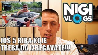 Još 5 Riba Koje Bi Ste Trebali Izbegavati U Početničkom Akvarijumu NigiVlogs [upl. by Retsevlis]