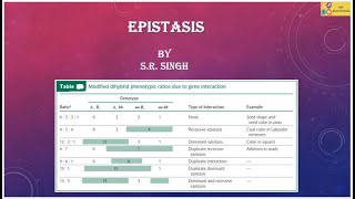 Epistasis part 1  Dominant epistasis and Recessive epistasis [upl. by Naujik]