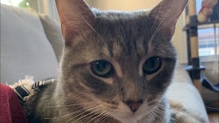 Class of Kitties  Book 📚 kittyantics cutecat catlover funnycats playful booktuber booktube [upl. by Adnirol]