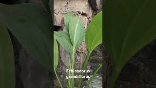 Echinodorus grandiflorus musicplants plantlove gardenplants nature [upl. by Stander]