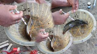 শিং মাছ ব্রিডিং পদ্ধতি।Fish Breeding Full ProcessShing Fish Breeding [upl. by Ellerrehc35]