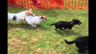 Terrier Racing [upl. by Ethelbert]