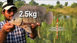 BIG Monster Tilapia Hunting  Tilapia fish recipe  fry Rohu fish conmen carp [upl. by Atteras654]