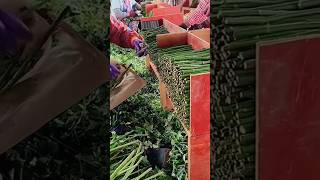 Thornless Rose Cutting As Root Stocks For Rose Tree Grafting farming plants flowers [upl. by Niletak]