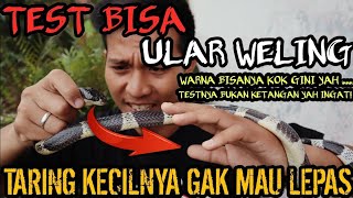 TEST BISA ULAR WELING GIGITANNYA GAK MAU LEPAS WALAUPUN TARINGNYA PENDEK PENJELASAN COBRAWELING [upl. by Lussier]