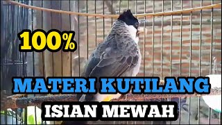 Burung kutilang gacor full isian  Materi mewah cocok buat masteran kutilang [upl. by Kubetz928]