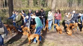 Vizsla Goof A vizsla invasion [upl. by Siskind]