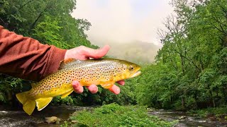 Fly Fishing North Carolina  Magical Mountain Stream [upl. by Yasmine436]