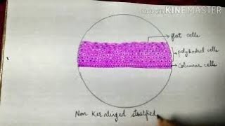 Histology easy diagrams Non keratinized stratified squamous epithelium histologydiagrams [upl. by Hooge13]