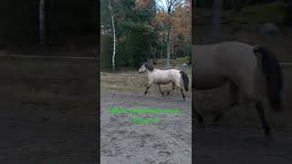 Fortfarande gasig i magen 🦄 motioneramera zayatsthebasjkir sweden horseshorts horse hästar 🫶 [upl. by Enella]