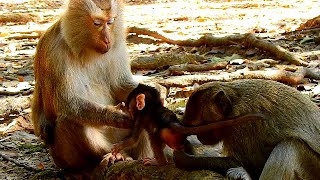 Lovely mama Teresa come to give take care new baby monkey in group [upl. by Eibloc]