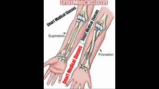 ARM SUPINATION AND PRONATION Compared palm posterior and anterior Hand Arm Supination trend [upl. by Pantheas]