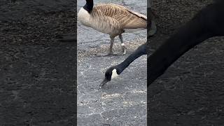 Banded geese everywhere wildlife animals hunting geese goose band waterfowl [upl. by Nylacaj]