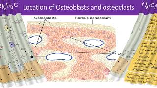 PHARMACOTHERAPY amp RECENT ADVANCES FOR TREATMENT OF OSTEOPOROSIS [upl. by Niawtna]