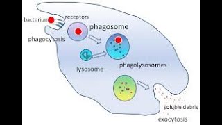 Innate immunity  Phagocytosis process  NK cells [upl. by Assirak]