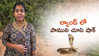 ల్యాండ్ లో పాముని చూసి షాక్  land lo family  evening vlog with family vlogs vlog vlogger [upl. by Blackstock331]