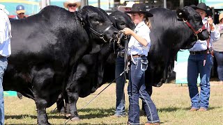 Brangus Bulls from Australia [upl. by Naujuj671]