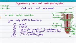 Organization of shoot and root apical meristem shoot and root development csir net development bio [upl. by Maiah235]