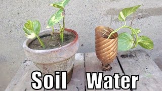 How to Grow Money Plant Cuttings in Soil and Water Experiment Urduhindi [upl. by Lebezej]