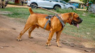 Shika Boerboels arrival with Huge Boerboels at Appraisal [upl. by Teresa]