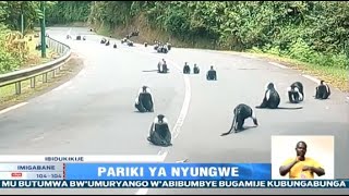 Pariki y’Igihugu ya NYUNGWE irimo gusabirwa kongerwa ku murage wIsi [upl. by Gonick]