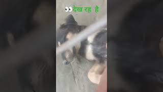 Dog natak Kiya Hai [upl. by Jamel]