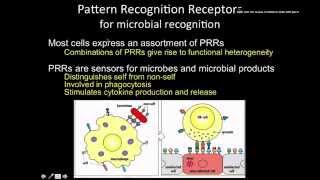 Immunology the Innate immunity phagocytic receptors [upl. by Euqinor]