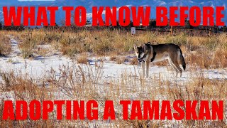 What to Know Before Adopting a Tamaskan [upl. by Goodrich]