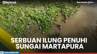 Serbuan Ilung Kembali Penuhi Sungai Martapura Upaya Pembersihan Segera Dilakukan [upl. by Charo566]