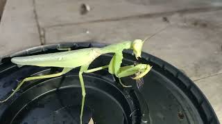 Mantis eating forest black ant 🐜  Insect Life TV046 [upl. by Akiaki]