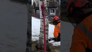 Nice and Easy Tree Drop With Husqvarna Chainsaw and Stalpen Treejack [upl. by Gregory]