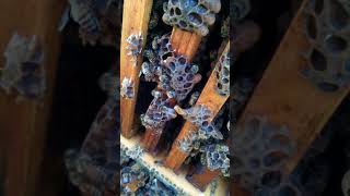 Honeybee Swarm Control [upl. by Assilem]