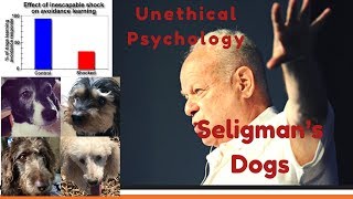 Unethical Psychology Learned Helplessness and Seligmans Dogs [upl. by Lehpar]