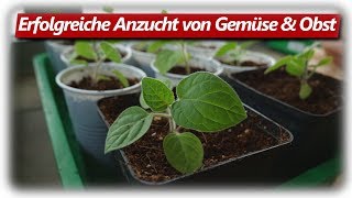 10 häufige Fehler der Jungpflanzen Anzucht vermeiden [upl. by Ahsad]