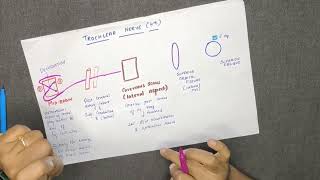 TROCHLEAR NERVECRANIAL NERVE IV  COURSE AND DISTRIBUTION DIAGRAM IN TAMIL [upl. by Chainey316]