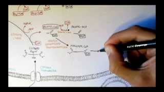 Human Metabolism Map V  Fatty Acid Synthesis [upl. by Erskine]