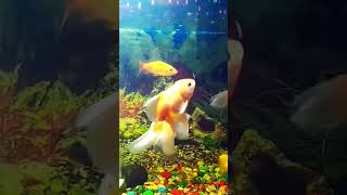 Ikan Lucu Lucu short ikanhiasaquarium [upl. by Aibsel]