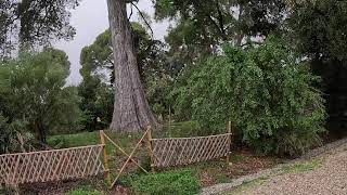 ANTIBES 🇫🇷 Visit of the botanical garden of Villa Thuret alone in a pouring rain [upl. by Ytoc]