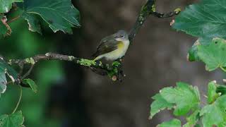 American Redstart Eoligarry Barra 8th September 2017 [upl. by Aurora]