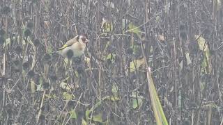 20241112 LJUBLJANA Botanični vrt PASSERIFORMES Carduelis carduelis LIŠČEK [upl. by Henryson628]