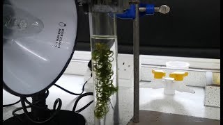 Required Practical Rate of photosynthesis and Light Intensity AQA Biology 91 [upl. by Ula]