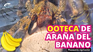 Ooteca de araña del banano  Phoneutria nigriventer [upl. by Esiuol]