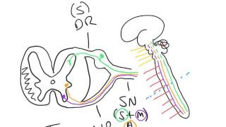 Core principles of cranial nerve wiring [upl. by Salguod]