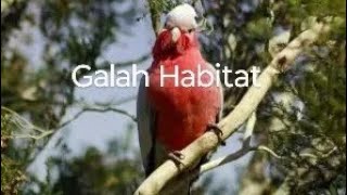 Galah Habitat birds birdspecies birdslover birdslife [upl. by Hinson]